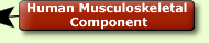 Human Muscoloskeletal Component